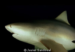 bull shark, nice and close by Javier Sandoval 